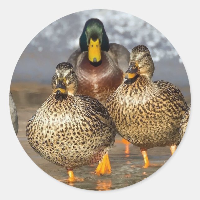 Adesivo Wildlife Mallard Ducks Foto (Frente)