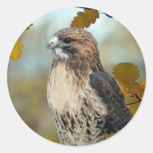 Adesivo Wildlife Red Tailed Hawk Autumn Photo