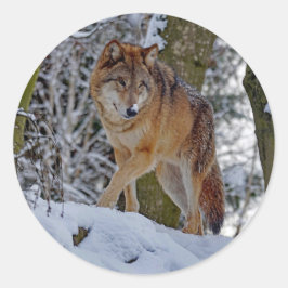 Adesivo Wildlife Wolf Snow Foto