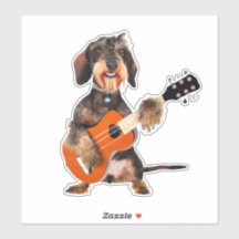 Wirehair Dachshund Tocando Violão Acústico