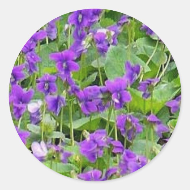 Adesivo Wisconsin Wood Violets (Frente)