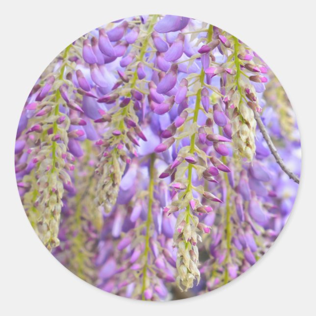 Adesivo Wisteria Purple Floral Flor Tree Violet (Frente)