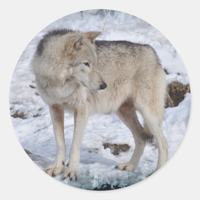 Adesivo Wolf cinza em Winter Snow Wildlife Photo (Frente)