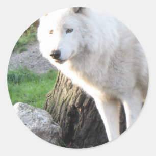 Adesivo Wolf Photographics Art Spirit Guide Animal Love