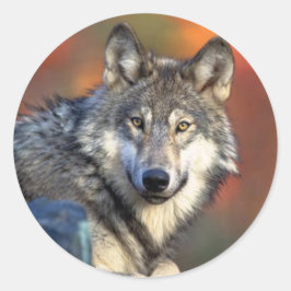 Adesivo Wolf Staring Sticker