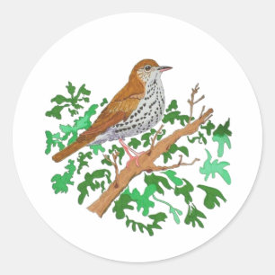 Adesivo Wood Thrush Songbird, um pássaro marrom com manch