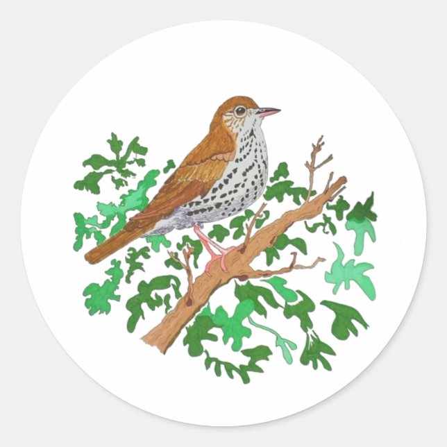 Adesivo Wood Thrush Songbird, um pássaro marrom com mancha (Frente)