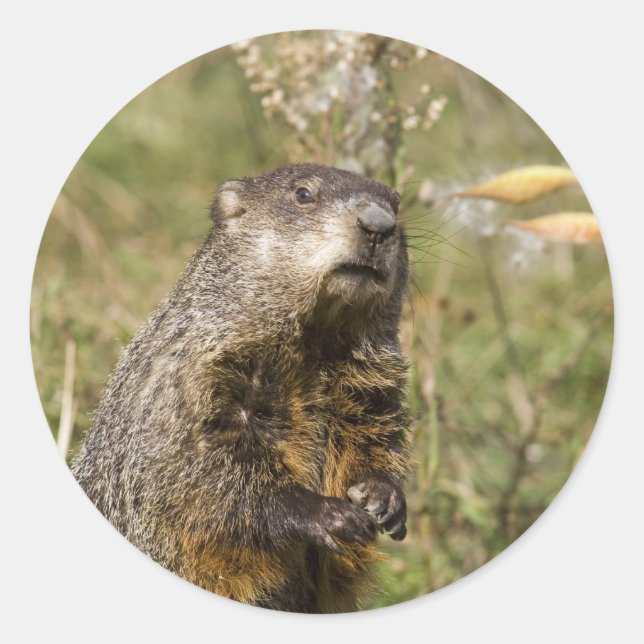 Adesivo Woodchuck (Frente)