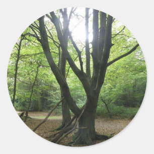 Adesivo Woodland Sunshine Stickers