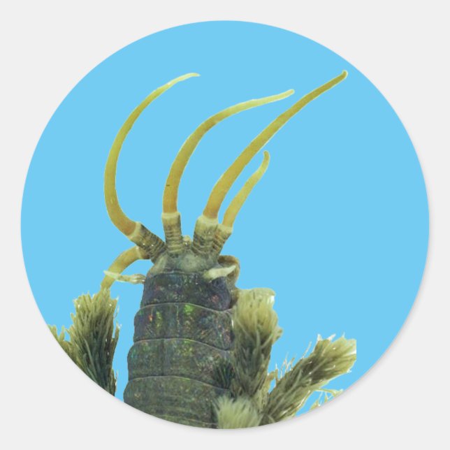 Adesivo Worm Sticker 1 (Frente)