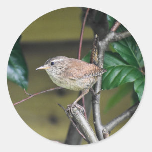 Adesivo Wren Adorável Emitida Num Pau Na Margem 