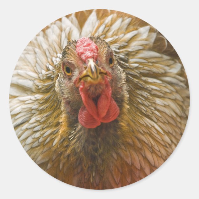 Adesivo Wyandotte Hen com ouro (Frente)