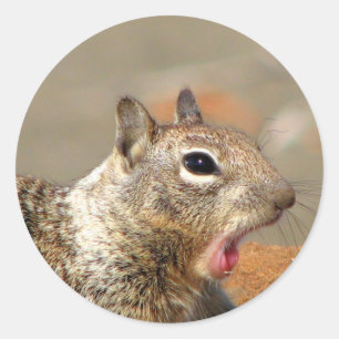 Adesivo Yawning Squirrel Sticker