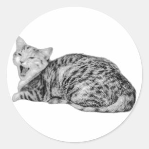 Adesivo Yawning Tabby Cat Monocromático Sticker