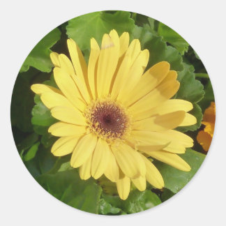 Adesivo Yellow Gerber Daisy Sticker