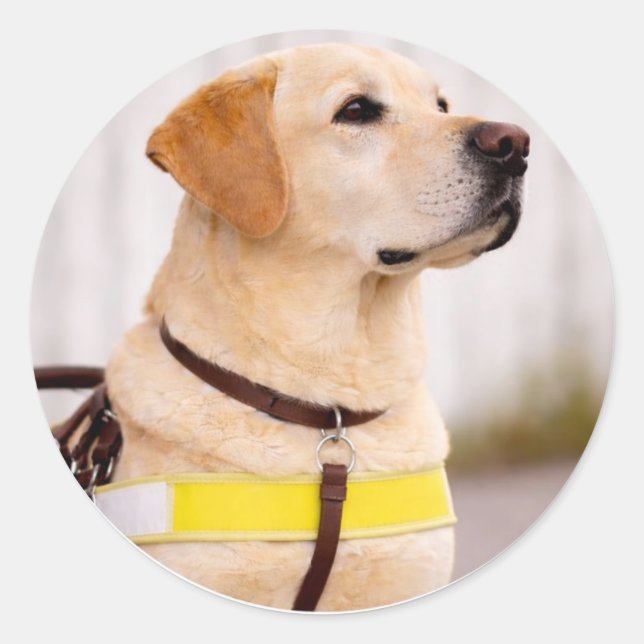 Adesivo Yellow Labrador Guide Dog Graduation Envelope Seal (Frente)