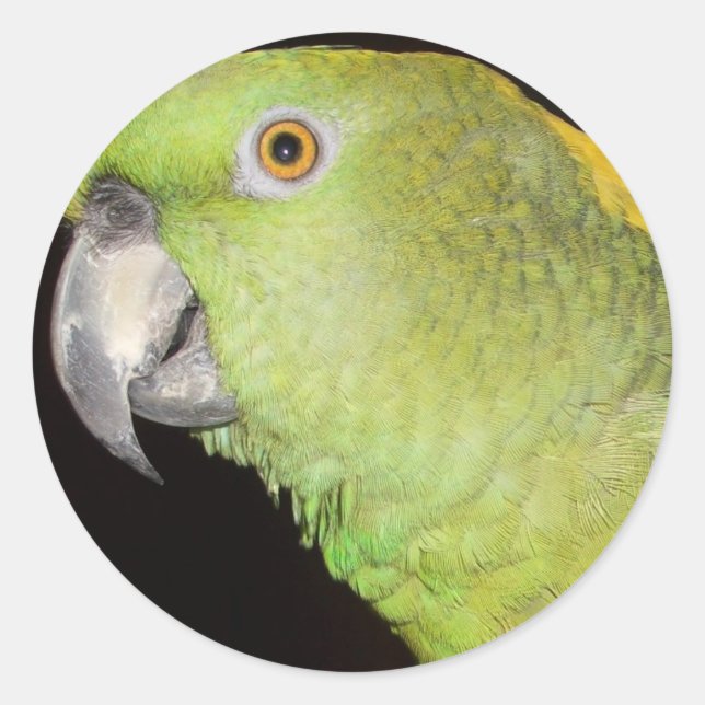 Adesivo Yellownape Amazon (Frente)