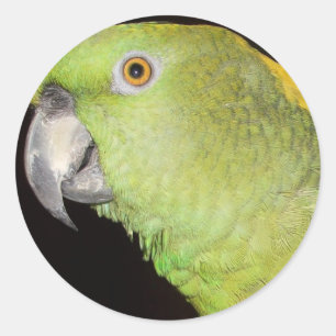 Adesivo Yellownape Amazon