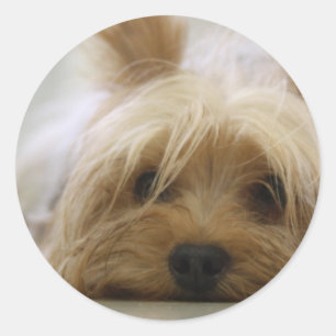 Adesivo Yorkie bonito