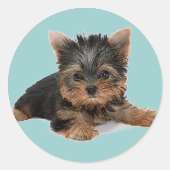 Adesivo Yorkie Pup (Frente)