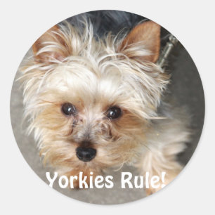 Adesivo Yorkie, regra de Yorkies!