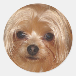 Adesivo Yorkie Sticker