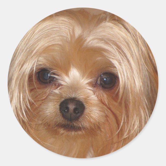 Adesivo Yorkie Sticker (Frente)