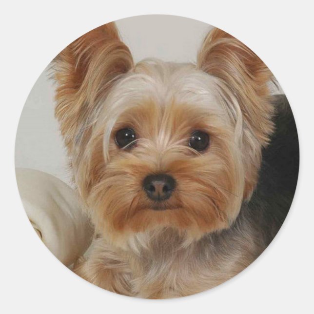 Adesivo Yorkshire Terrier (Frente)