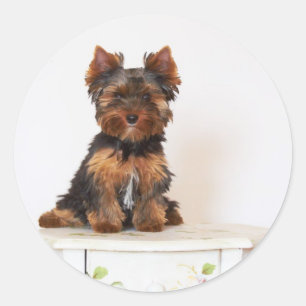 Adesivo Yorkshire Terrier