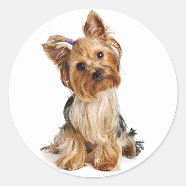 Adesivo Yorkshire Terrier Puppy Dog Sticker / Seals (Frente)