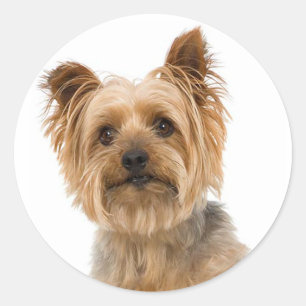 Adesivo Yorkshire Terrier Puppy Dog Stickers