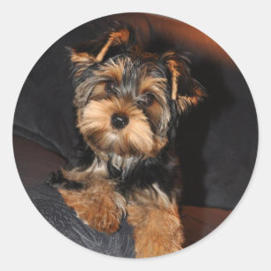 Adesivo Yorkshire Terrier Sticker