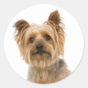 Adesivo Yorkshire Terrier Yorkie adora cachorro Pai