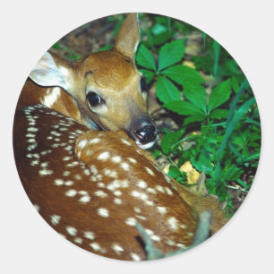 Adesivo Young Fawn