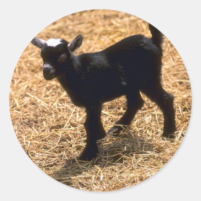 Adesivo Young Pigmy Goat (Frente)
