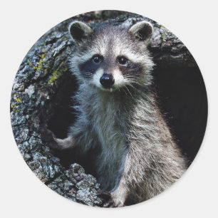 Adesivo Young Raccoon