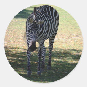 Adesivo Zebra