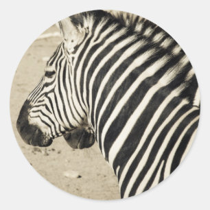 Adesivo Zebra