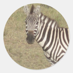 Adesivo Zebra africana