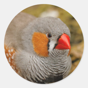 Adesivo Zebra Finch nas Rochas