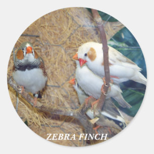 ADESIVO ZEBRA FINCH STICKERS
