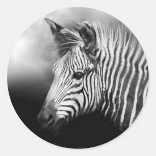 Adesivo Zebra Foal Poster