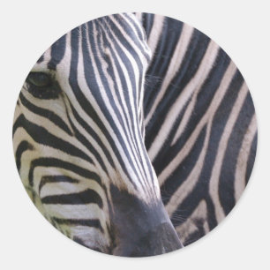 Adesivo Zebra Sticker