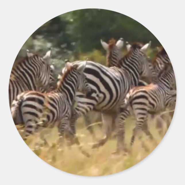 Adesivo Zebras em Movimento: Uma Viagem de Mil Milhas (Frente)