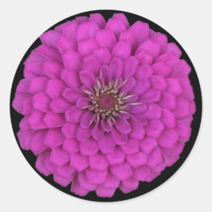 Adesivo Zinnia