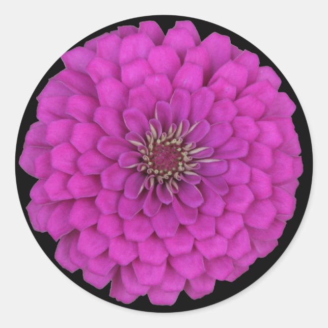 Adesivo Zinnia (Frente)