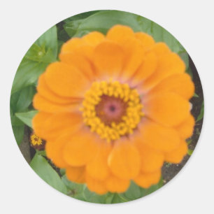 Adesivo Zinnia alaranjado