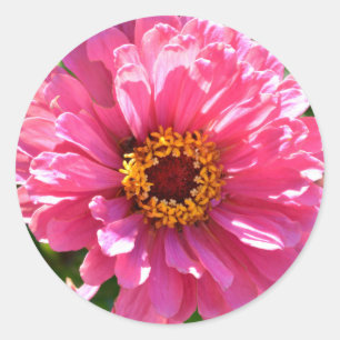 Adesivo Zinnia Rosa