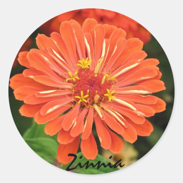 Adesivo Zinnia Sticker (Frente)