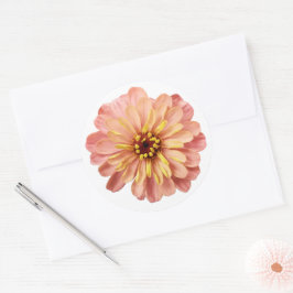 Adesivo Zinnias Floral Flor Natureza Fotografia